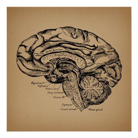 Vintage Brain Diagram Antique Medical Anatomy Art Poster Zazzle
