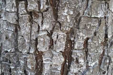 Old Apple Tree Bark Texture High Quality Abstract Stock Photos