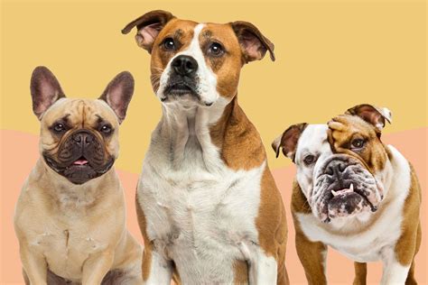 A Guide To The 3 Types Of Bulldogs For Fans Of Those Wrinkly Faces
