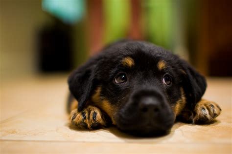 The Cutest Puppies In The World 18 Photos