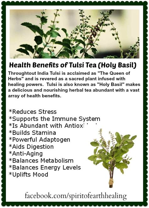 Simple Earth Medicine The Health Benefits Of Tulsi Holy Basil Tea Healing Tea Healing
