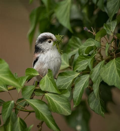 Staartmees Long Tailed Tit Aegithalos Caudatus Flickr