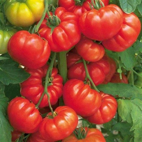 Beefsteak Tomato Seeds Most Popular Seeds