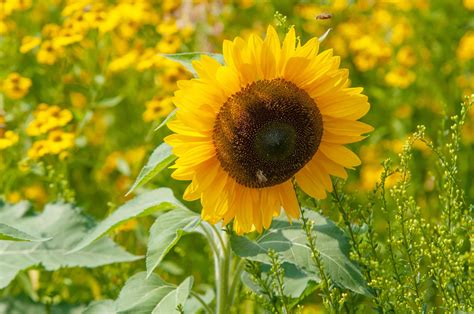 Growing Perennial Sunflowers
