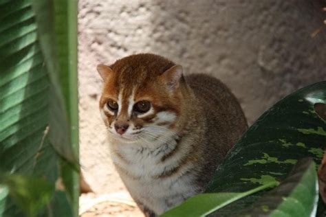 It's no secret that when it comes to the wild cats of asia—and, really, cats in general—tigers get all the press. Flat-headed Cat - Prionailurus planiceps | Wild cat ...