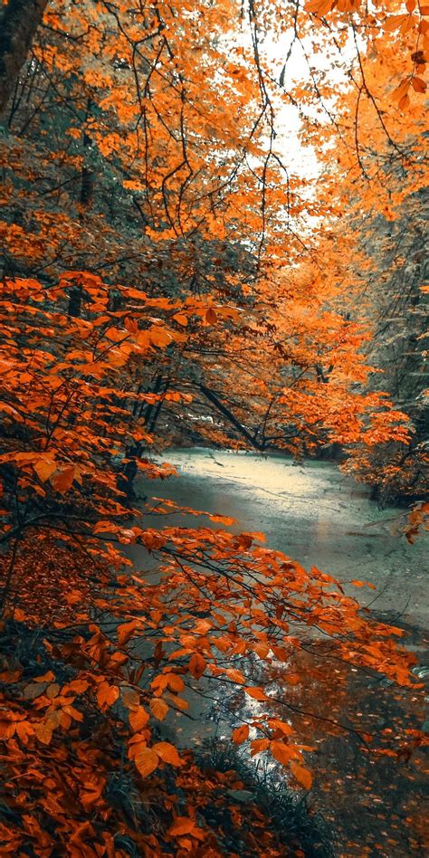 1080x2160 Tree Forest Nature Orange Branches Tree Autumn Wallpaper