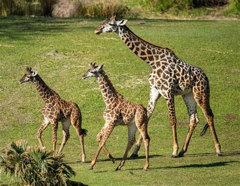 Two Giraffe Calves Join The Savanna At Disneys Animal Kingdom