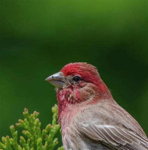 Red Headed Bird Photograph By Dorota Mikula Fine Art America