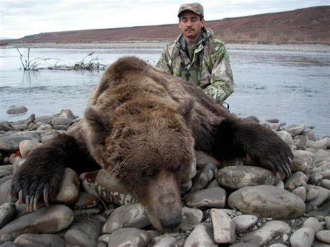 Grizzly Bear Hunting Gallery Arctic North Guides