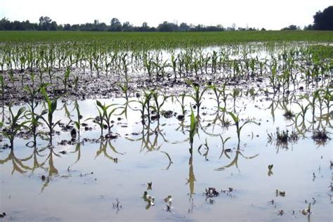 Evaluating Flood Damaged Crops Part 2 Msu Extension
