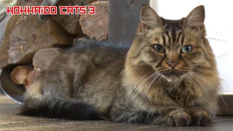 Watch Cats Of Japan S02e03 Hokkaido Cats 3 Free Tv Shows Tubi