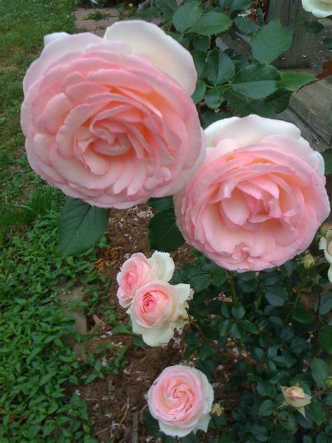 Edenmy Favorite English Cottage Rose In My Garden