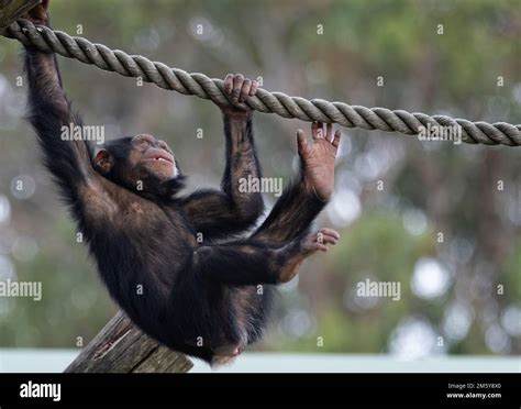 Baby Chimpanzee Swinging On Rope In Taronga Zoo Sydney Australia On