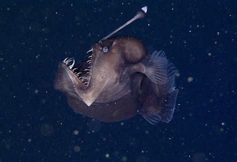 What Lies Beneath 7 Wonders Of The Deep Sea Animals Sophie Taylor