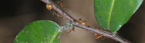 Yellow Crazy Ant Biocontrol Christmas Island National Park