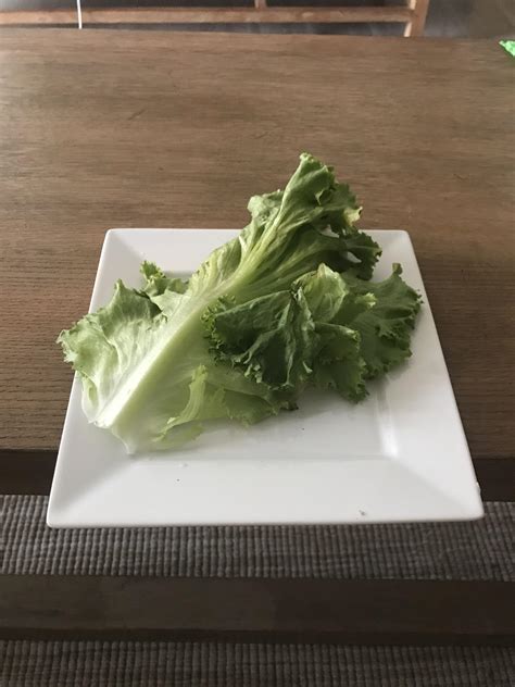 Just Lettuce On A Plate 8 Rhighvegans
