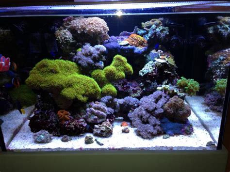 Bonnie shallow reef 75 gallon mixed reef large reefs. Show Off Your Large Tank Aquascape :) | Page 15 ...