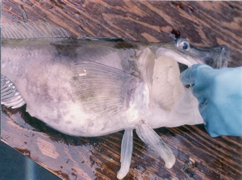 How Does The Antarctic Icefish Live Without Red Blood Cells