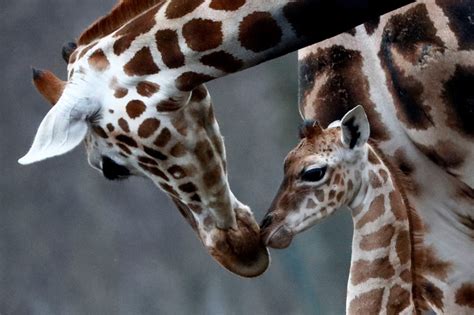 Giraffe Subspecies Listed As ‘critically Endangered For First Time