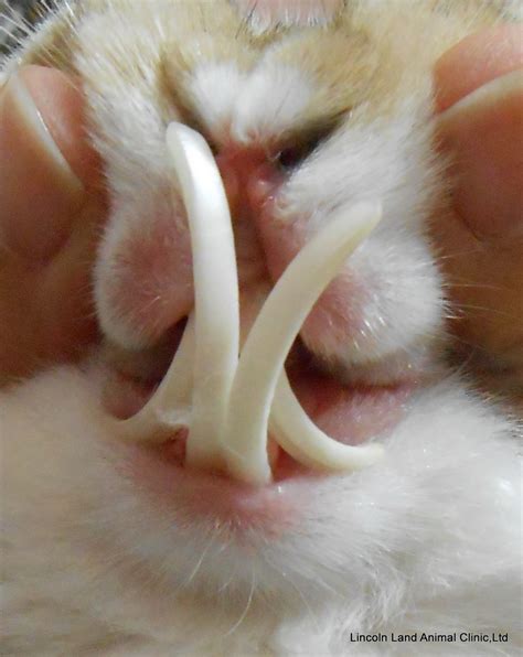 These animals are wild caught for our store according to usda guidelines. Small Mammal Care