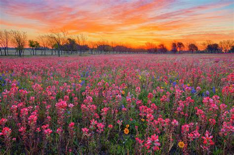 Red Wildflowers Of Texas 4021 Photograph By Rob Greebon Fine Art America
