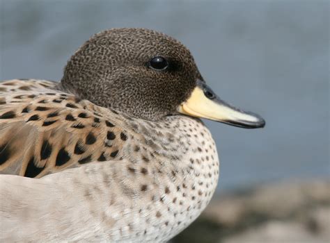 Sharp Winged Speckled Teal From Wikipedia The Speckle Flickr