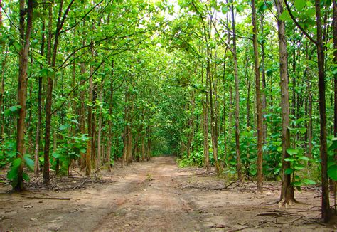 Sustainable Teak Plantations Benefits Of Responsible Sourcing