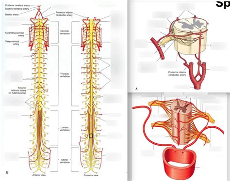 Spinal Cord Blood Supply Diagrams Diagram Quizlet