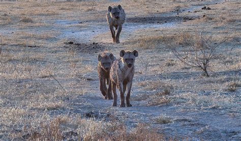 Spotted Hyenas Okavango Delta Botswana Trouvaille Blue Flickr