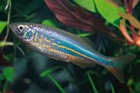 Giant Danio Devario Aequipinnatus Species Profile And Care Guide