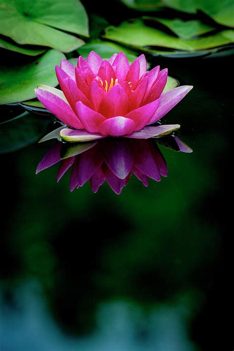 Water Lily Also Called Lotus Flower Photograph By Michael Sedam Fine
