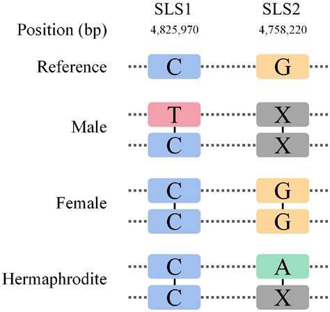 Identification Of Sex Determination Locus And Development Of Marker