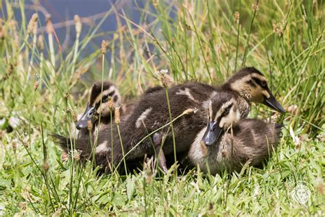 Pacific Black Duck Wildlife Den South African And Australian