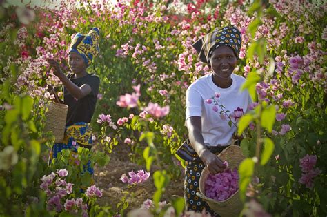 Scientists Reveal 20 Kenyan Plants That Can Cure Cancer Map Expo