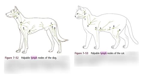 Palpable Lymph Nodes Dogcat Diagram Quizlet