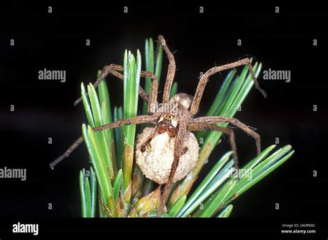 Female Nursery Web Spider Pisaura Mirabilis Carrying An Egg Sac In