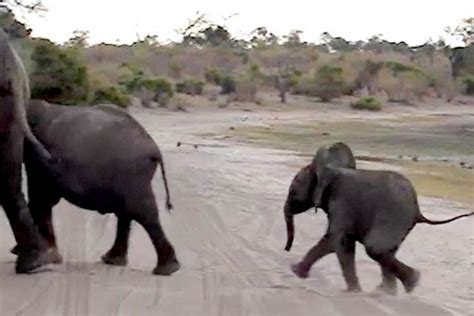 Baby Elephant Sneezes Too Hard Hilariously Panics And Scuttles To Hide