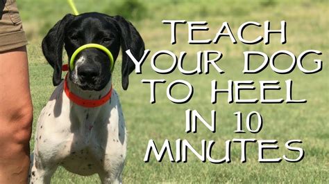 Teach Your Dog To Heel In Less Than 10 Minutes Youtube