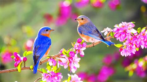 Blue Orange Little Birds Are Sitting On Flowers Stalk In Blur Garden
