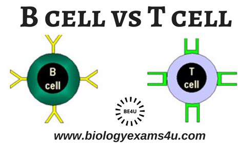 Difference Between B Lymphocytes And T Lymphocytes B Cells Vs T Cells