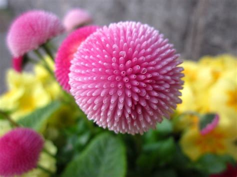 Non trovi il tuo fiore o la tua pianta tra queste e vuoi scoprire il suo nome? Fiori A Palla