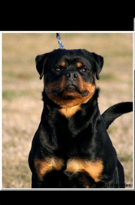 Von valor cross rottweilers does not currently have if rottweilers are what you are looking for we can help you! Rottweiler Puppies For Sale | Paynes Branch Road, KY #308970