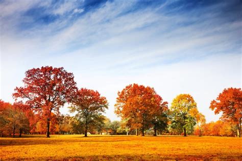 Trees Grass Nature Autumn Sky Wallpapers Hd Desktop And Mobile