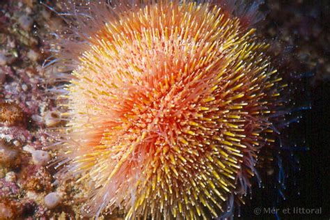 Description Of Echinus Esculentus Common Sea Urchin