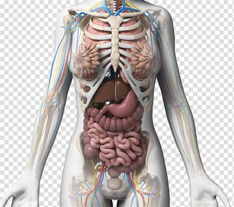 Anatomy Of Female Body Parts Reproductive Labeled Uterus Organs Anatomia Genitalia Fisiologia