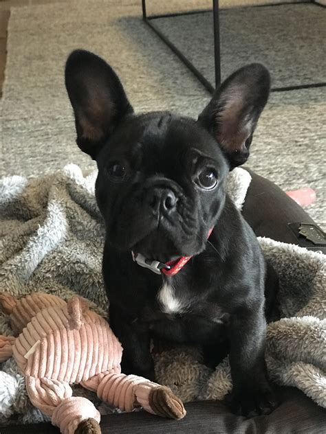 French Bulldog Puppy At 14 Weeks Old Terrier Mix French Bulldogs