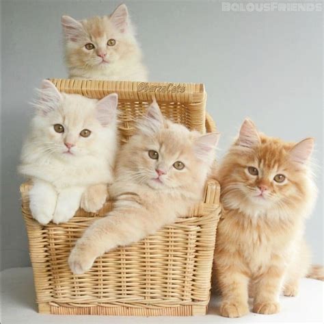 Meow 😺 Kittens Puppies Kittens Cutest Cats Kittens