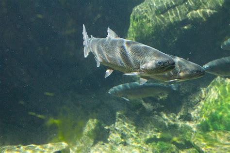 Featured Animals Rainbow Trout Cmzoo
