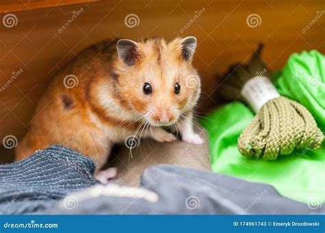 Syrian Hamster Mesocricetus Auratus Golden Hamster Stock Image Image