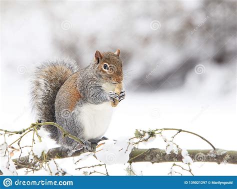 Grey Squirrel Eating Peanut On Snowy Branch 2 Stock Image Image Of